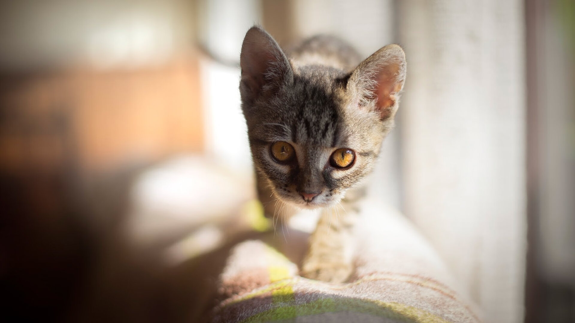 英超 VAR 判罚速度与球迷评论情绪监测研究，英超有var显示器吗