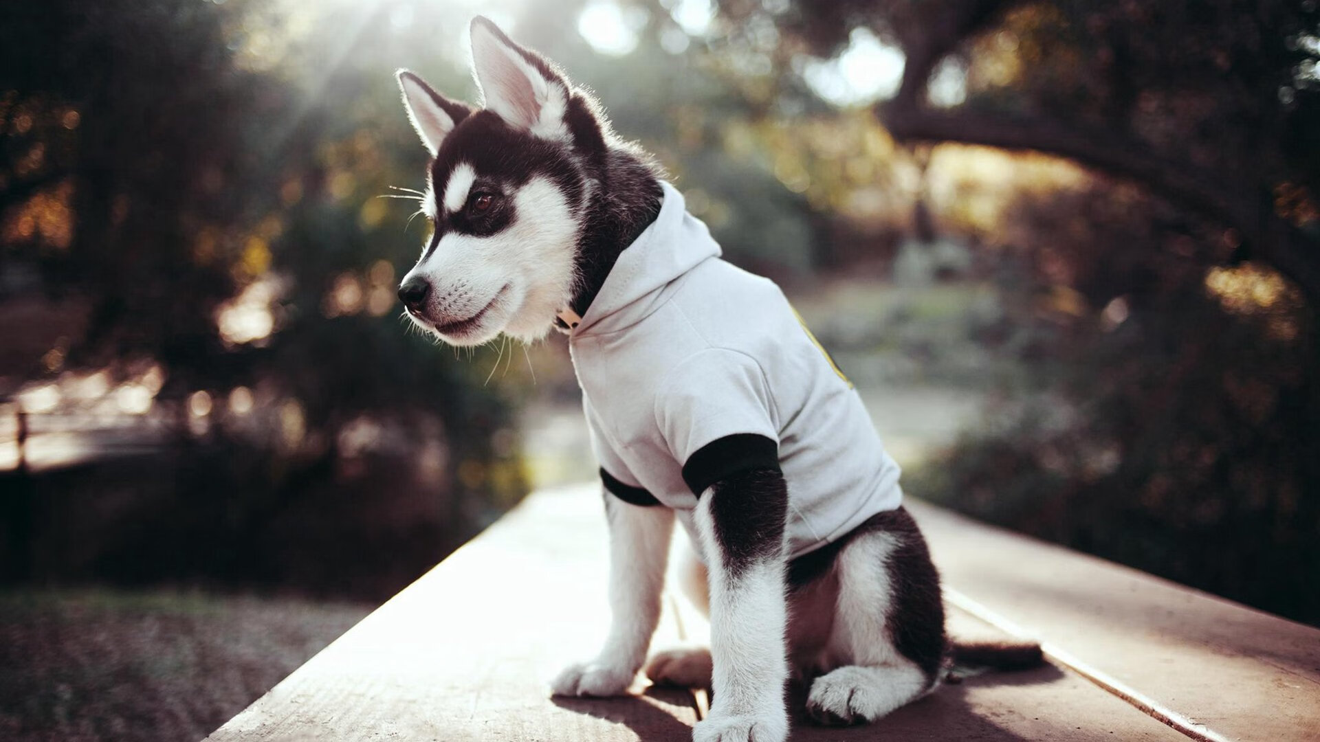 中国女篮战术执行力稳步提升 战绩持续向好，中国女篮战况如何