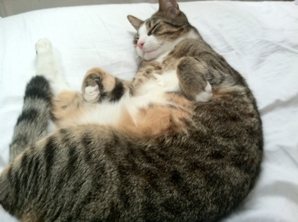 爱游戏在线登录入口-体育新闻中心发布体育短视频传播趋势白皮书，如何创新体育短视频