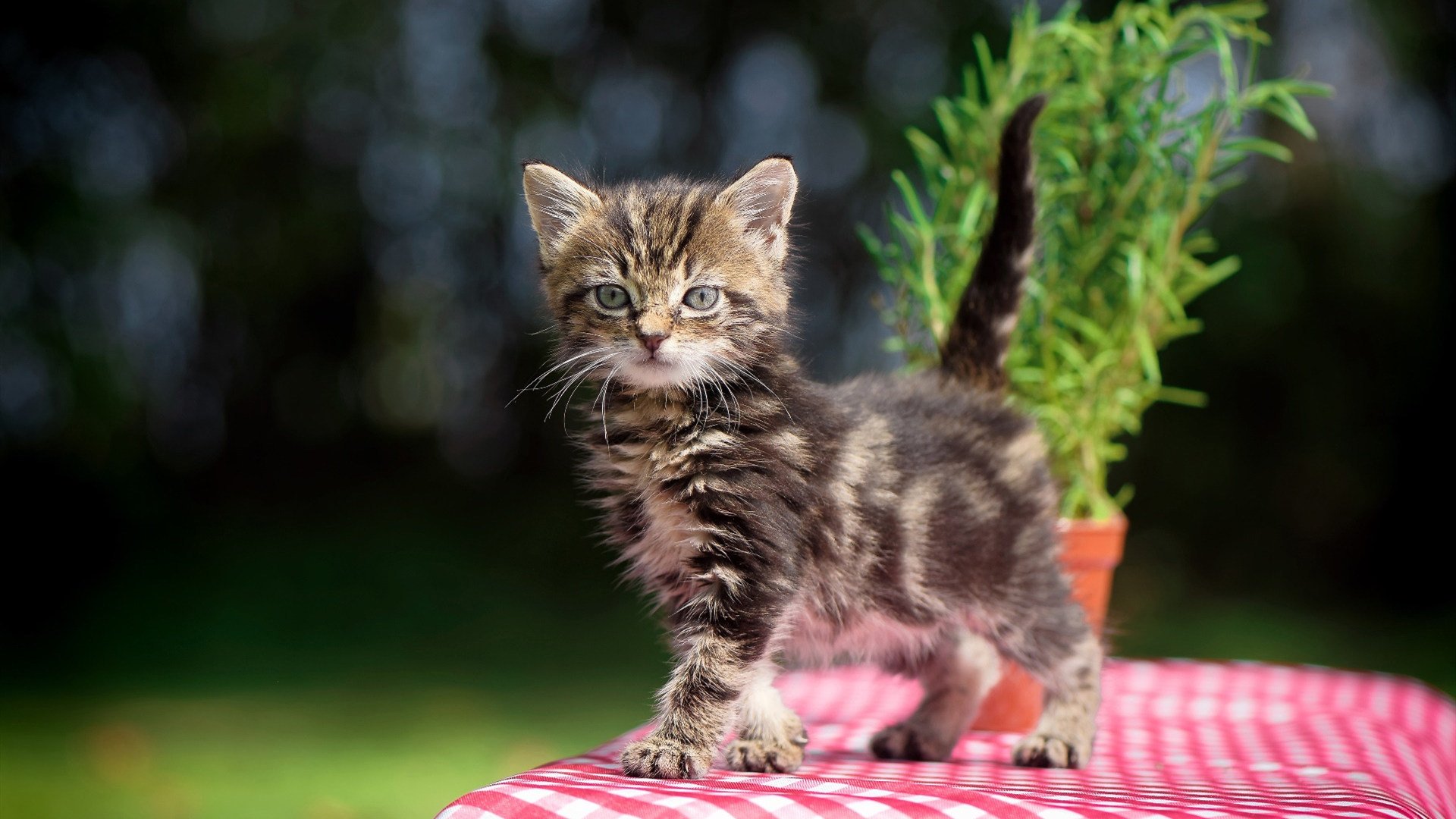 关键阶段头球争顶成功率是否决定胜负天平，头球怎么顶