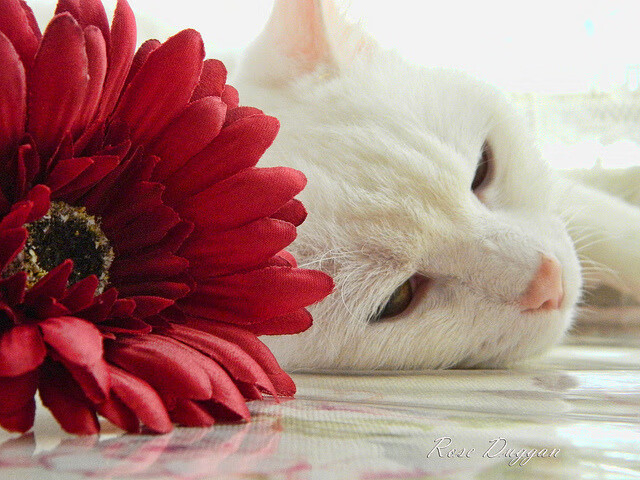 男子混合泳接力斩获铜牌，男子混合泳接力世界纪录