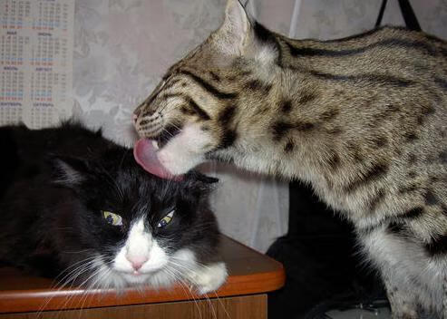 中超赛后数据分析常态化促进教练临场调整能力，中超比赛规则改革